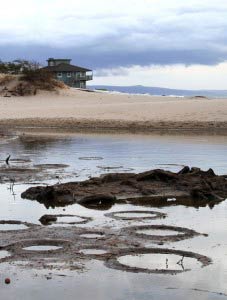 tilapia nests in north Kihei