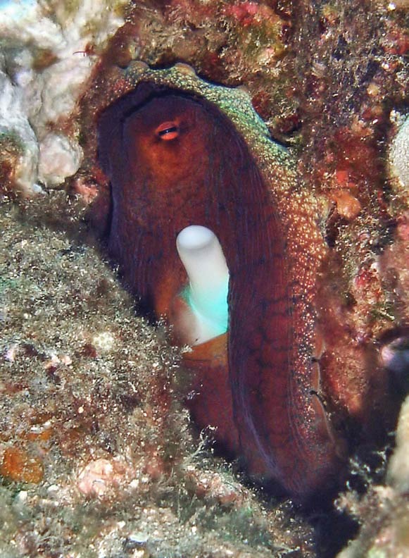 Octopus cyanea with cyan sheen