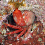 Atlas crab thumbnail