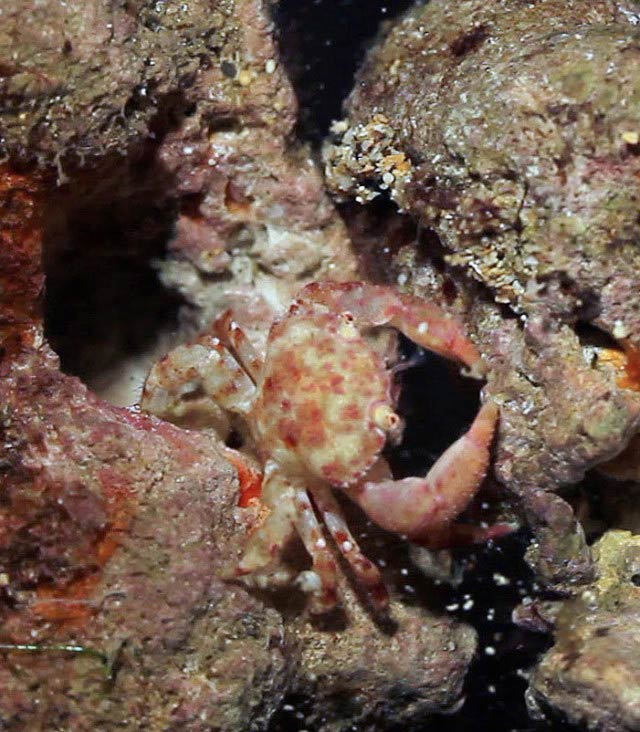 Atlas crab eating square