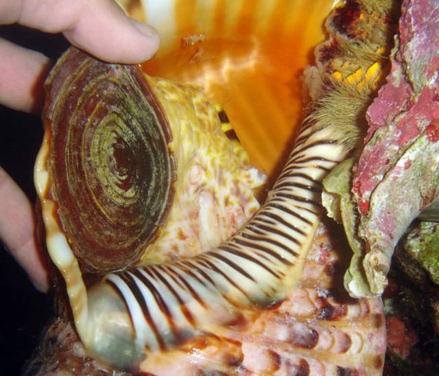 Scene 4 showing damage to snail and chipped operculum