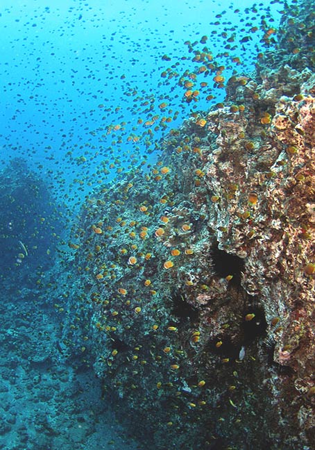 blacklip butterflyfish, Maui