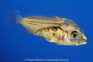 larval Chaetodontid 28 days post-hatch, 6mm