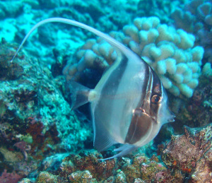 Moorish idol close-up