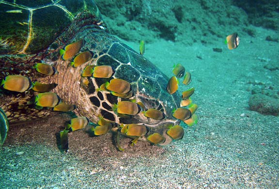 blacknoses on turtle face for blog