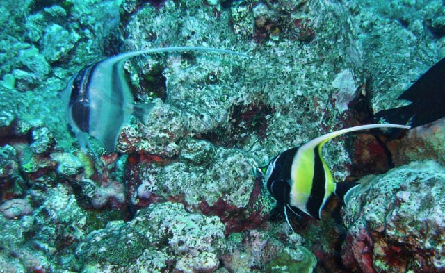 newly settled Moorish Idol fro blog