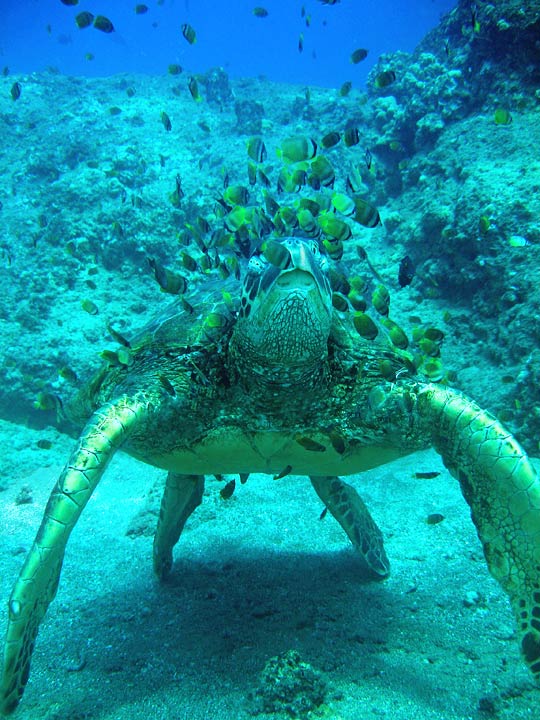 whole turtle being cleaned
