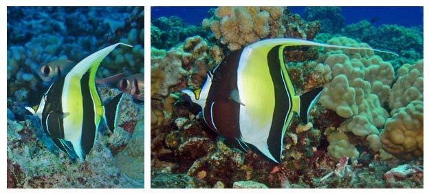 Young and adult Moorish Idols