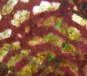Coralline Algae Target close-up-Makena Landing copy