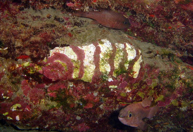 Coralline Algae Target - thick rings 640