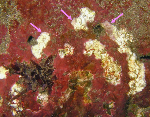 Coralline Algae Target with pink arrows- CP