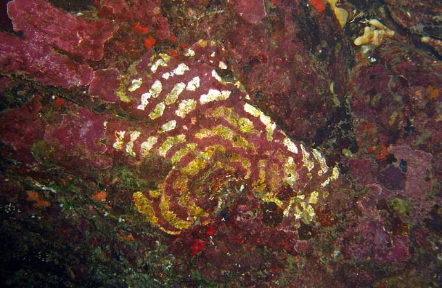 Coralline Target cropped 640 Makena Landing