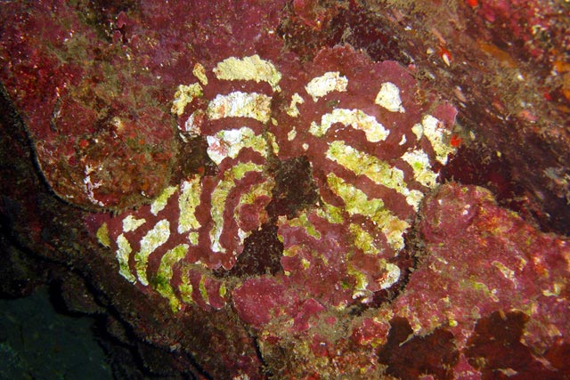 Coralline algae target - thicker rings 640