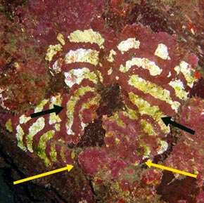 Coralline algae target - thicker rings both  arrows