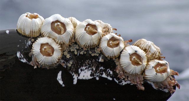 barnacles on whales hurt