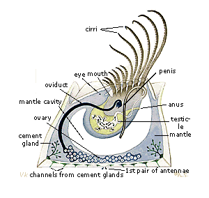 barnacle eating