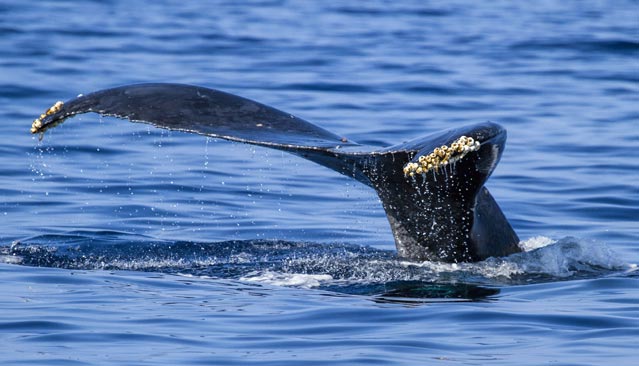 whale barnacles on tail-A.Schwanke