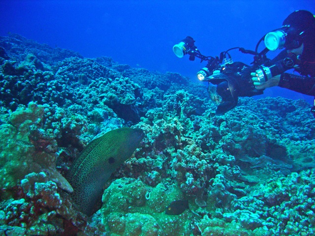 Giant moray extending from hole in reef