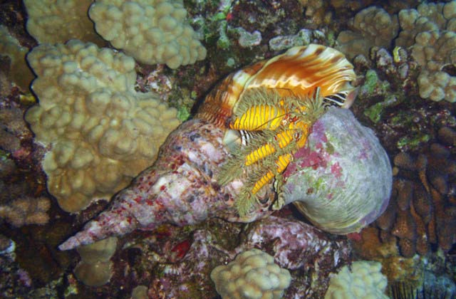 Do Hermit Crabs Kill Snails For Their Shells 