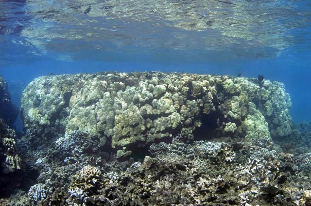 Olowalu giant 500-year old colony