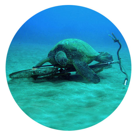 turtle with bicycle during deep sea dive