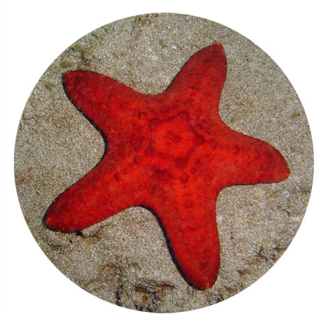 red star fish