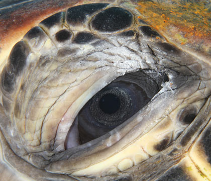 turtle eye