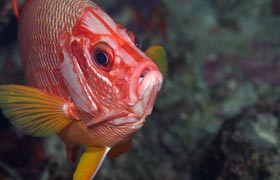 maui pinnacle diving