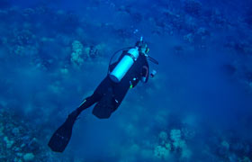 scuba diver in coral spawning