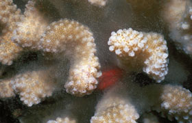 maui coral during spawning