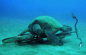 Sea Turtle with Bicycle