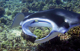 maui manta ray