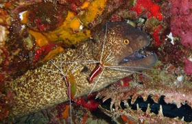 maui moray eel