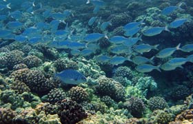 molokini dive