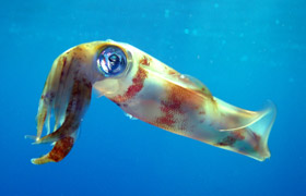 You may see squid