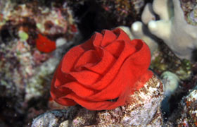 Spanish Dancer nudibranch egg mass