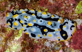 molokini back wall nudibranch