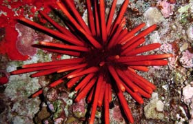molokini maui coral