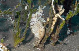 sea horse seen during maui scuba dive