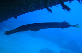 Dive St Anthony - Trumpetfish