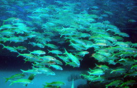 school of fish during scuba dive