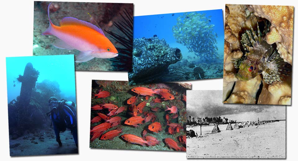 dive WWII Objects Maui montage