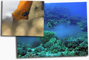 Maui Scuba Dive Coral Spawning