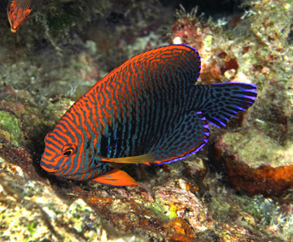 endemic hawaii species fish
