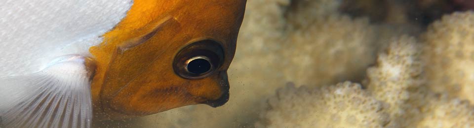 Maui Underwater Photography