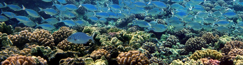 Maui Scuba Diving