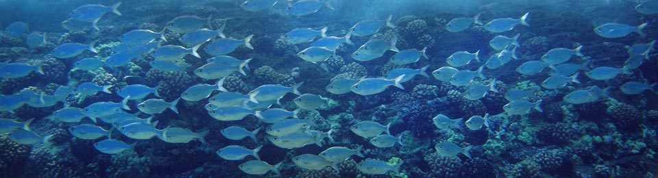 large school of fish for testimonials header