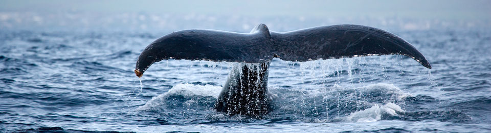 Maui Whale Season