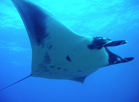 Maui Manta Ray during scuba diving