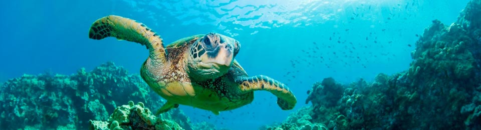Maui Scuba Diving - Sea Turtle